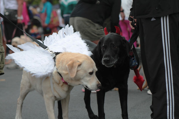 Walk for Animals 2013
